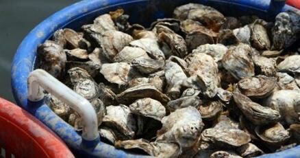 Kent Narrows Temporarily Opening for Shellfish Harvesting